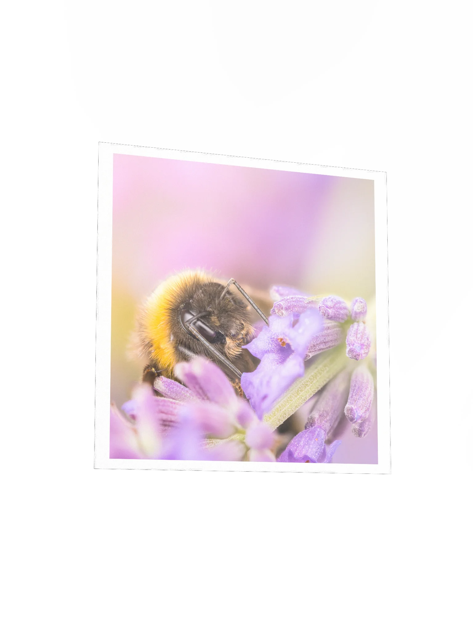Bee and Lavender product image (8)