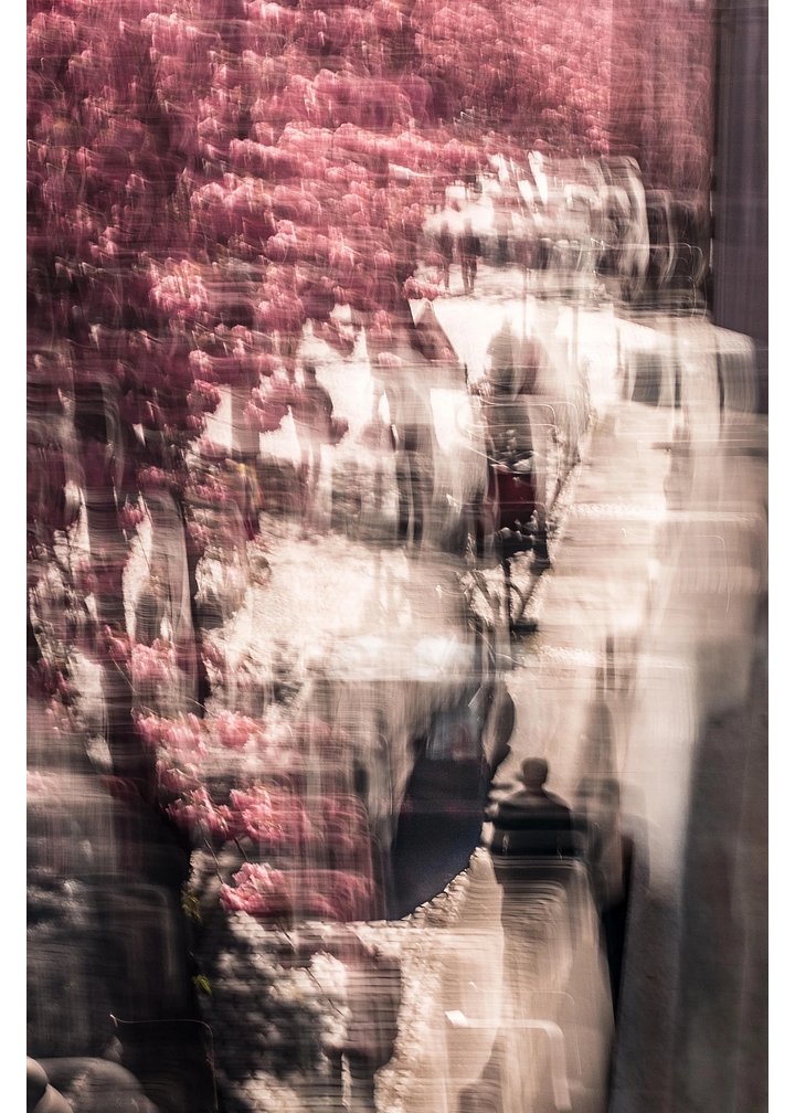 A Stroll under the Cherry trees - Print product image (1)