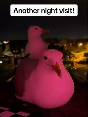 Oh steven you are my soul seagull ❤️ #fyp #foryou #seagull #feedingsteven #birds