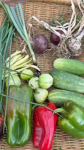 This #harvest to table includes garlic, onions, peppers, cucumbers, green onions, bush beans, herbs, and paprika from my #bac...