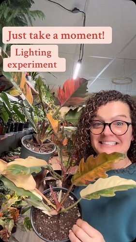 More of my experiments on Carmel Marbles. 

#Plants #foryoupage #HousePlants #PlantLover #FYP