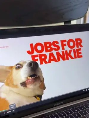 Jobs for Frankie. I don’t think he’s going to consider any of them sadly…  Following on from point number 8: If you are looking for an Australian organisation to put a stop to beagle testing I highly recommend you check out beagle freedom Australia, plus they offer rehoming and foster care for ex-lab beagles and cats!  #beagle #lazydog 