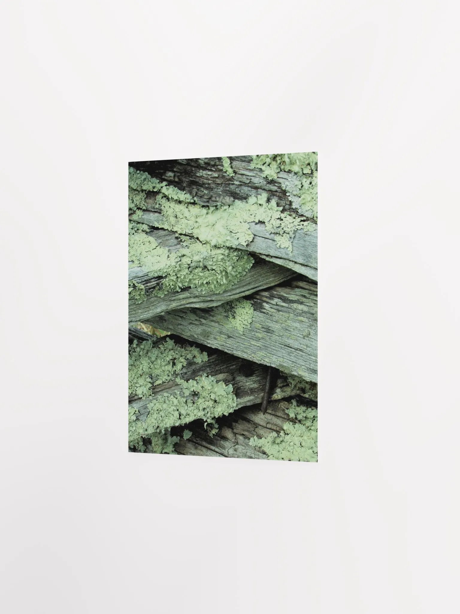 NC Moss product image (16)