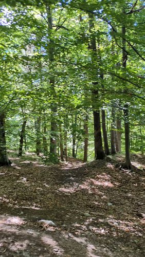 Si cerca di andare a caccia di funghi in luoghi non ancora pronti, per essere i PRIMI. 🍄‍🟫#escursione #nature #funghiporcini🍄
