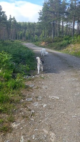 Afternoon out with #AlaskanShepherd Nix & #Husky Nova. Nova is doing so well on his legs.