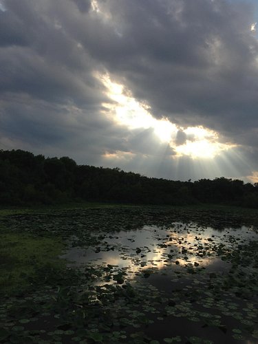 #nature #pensive #past