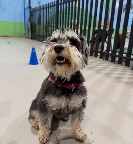A very special welcome to Bardot, the beautiful 3-year-old Schnauzer, who joined us for her very first daycare adventure toda...