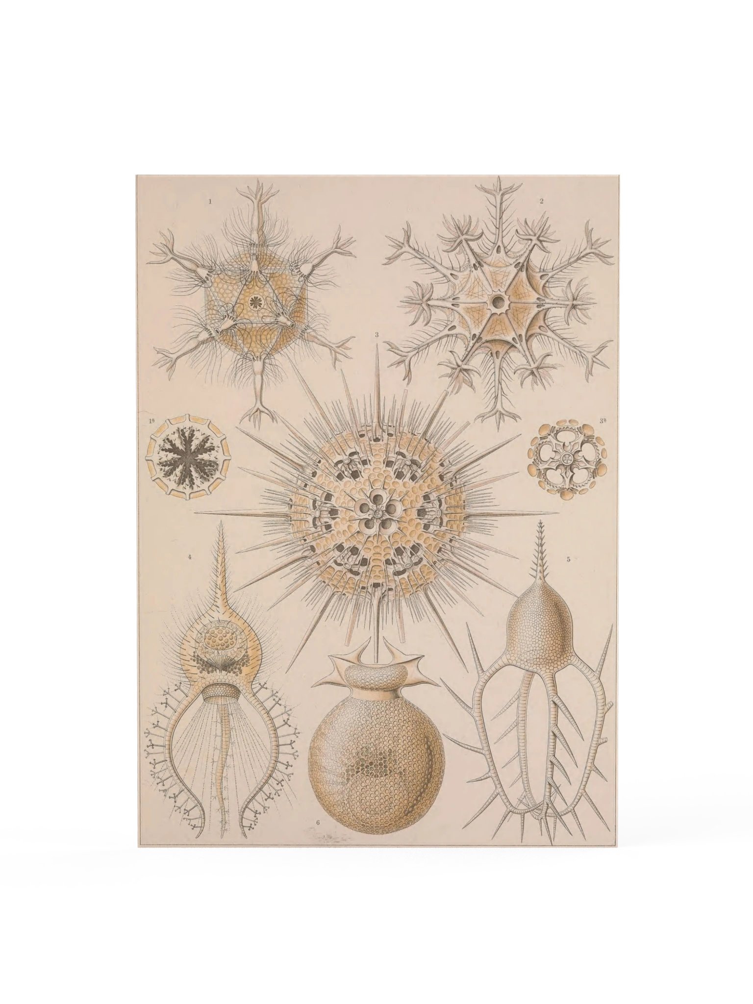 Phaeodaria, Plate 1 – Haeckel Poster product image (1)