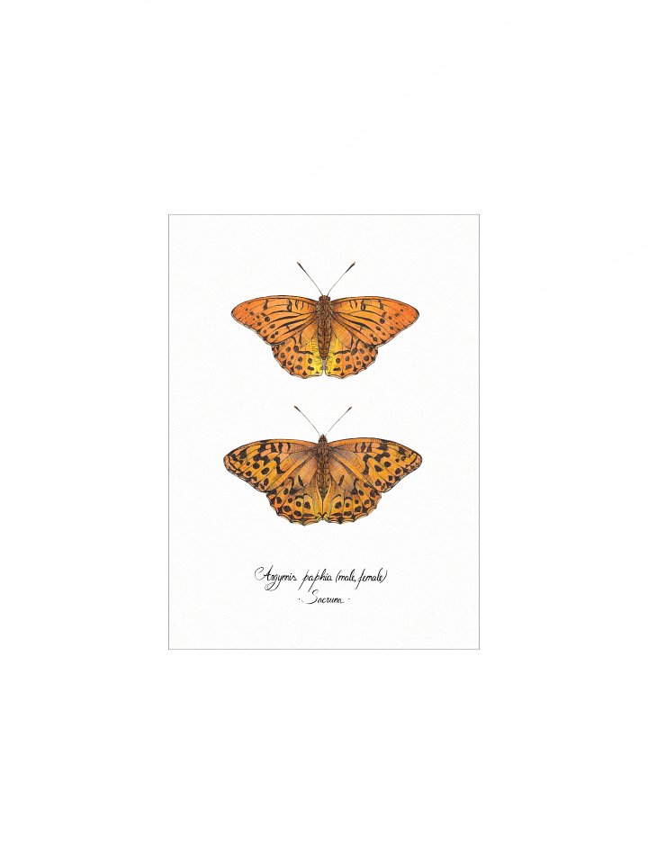 Argynnis Paphia • Print product image (2)