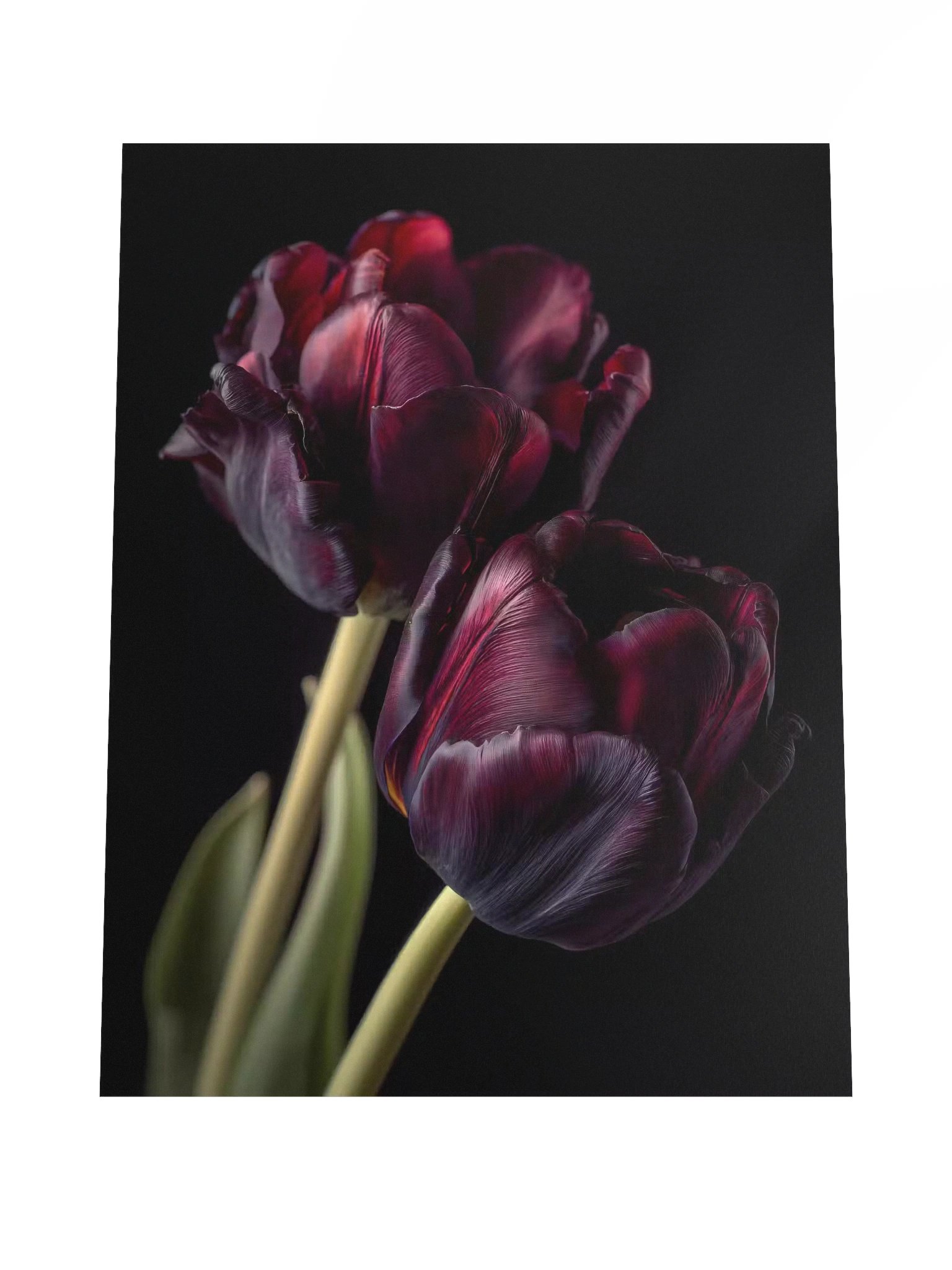 Tulips After Dusk III — Carmine Duet Fine Art Print product image (4)