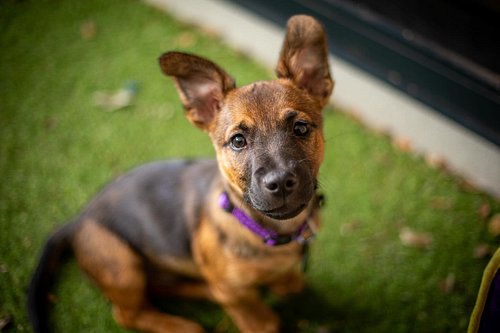 Please welcome Alfie to the dangerbeard family! He’s a 12 week old mixed breed (put your guesses in the comments, they’re as ...