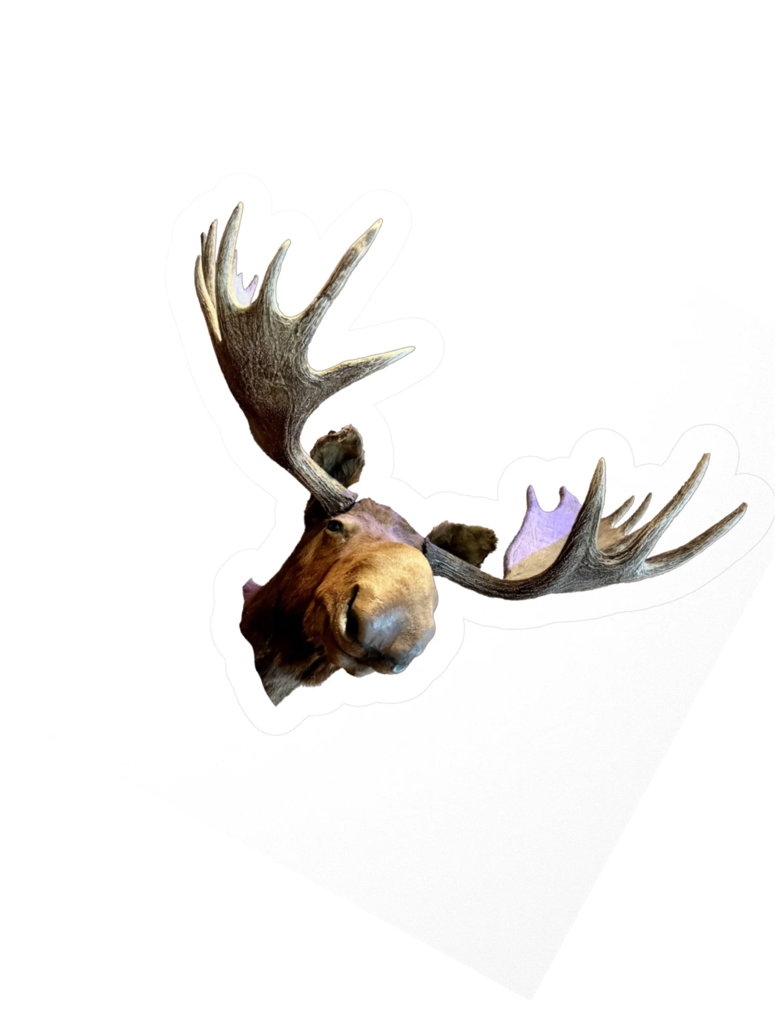 Bruce the Moose Kiss-Cut Sticker product image (2)