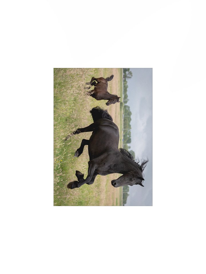 Friesian horses Saly & Elvis product image (2)