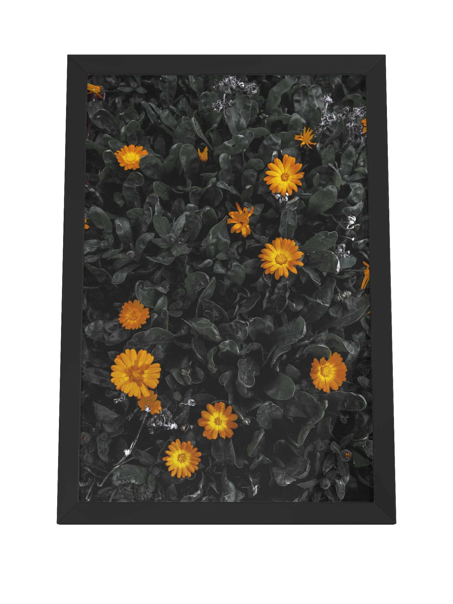 Daisy Delight product image (4)
