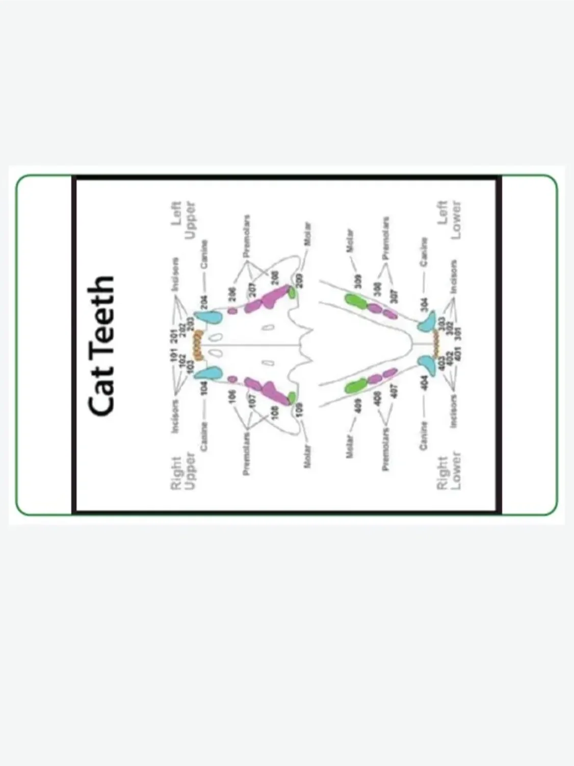 Vet/Vet Tech/Vet Nurse Badge Cheat Sheets product image (6)