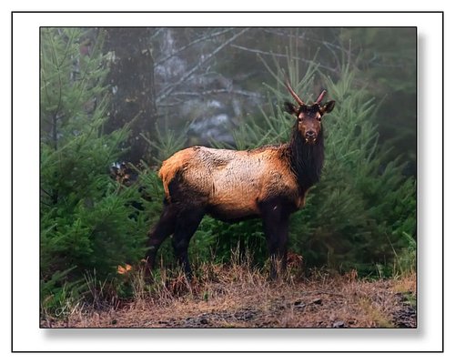Rain-soaked and unbothered. Young bull elk, Olympic Peninsula.
Www.jasonmosleyphotography.com 

#OlympicPeninsula #ElkPhotogr...