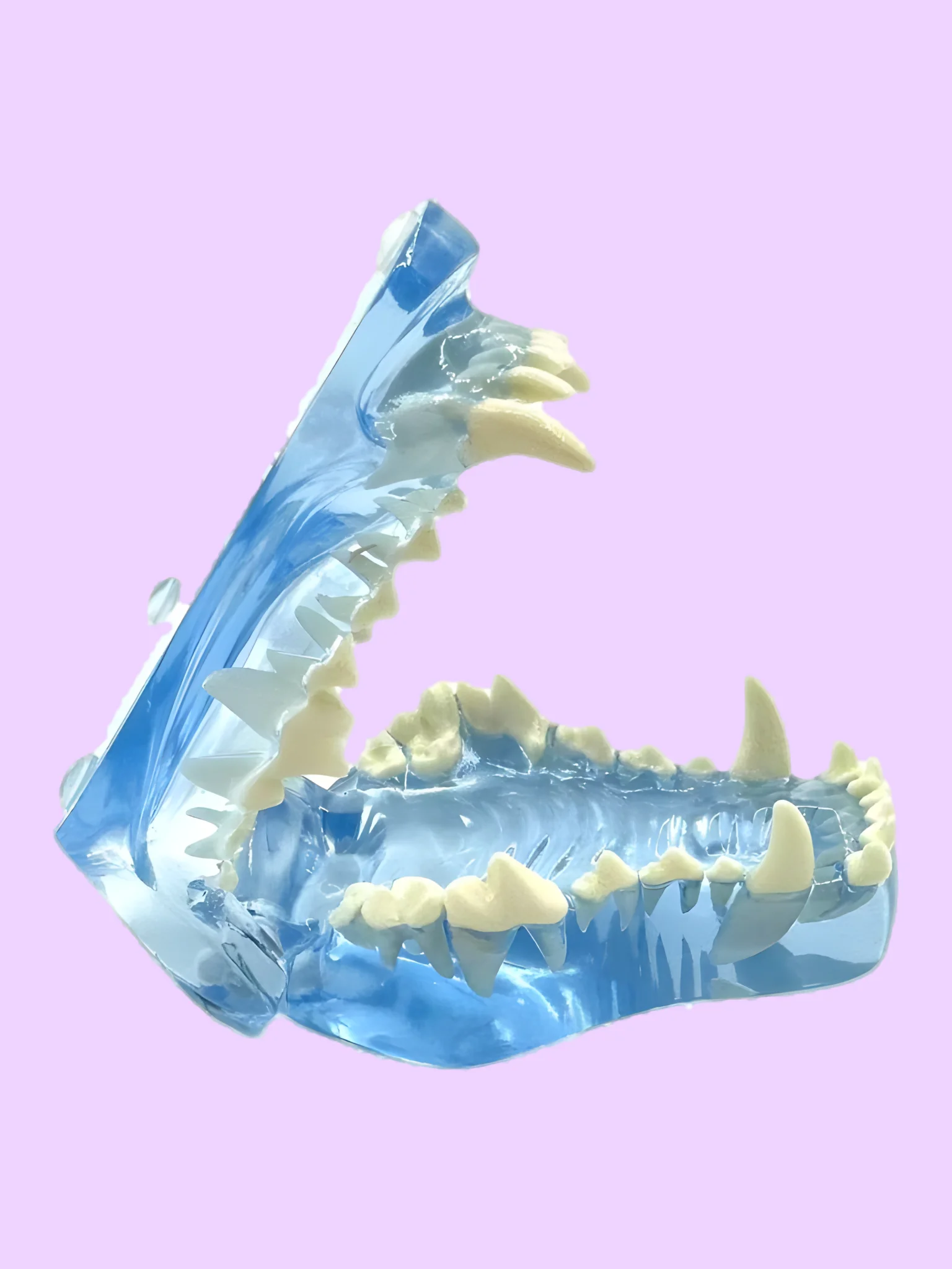Transparent Dental Models for Dogs and Cats product image (1)