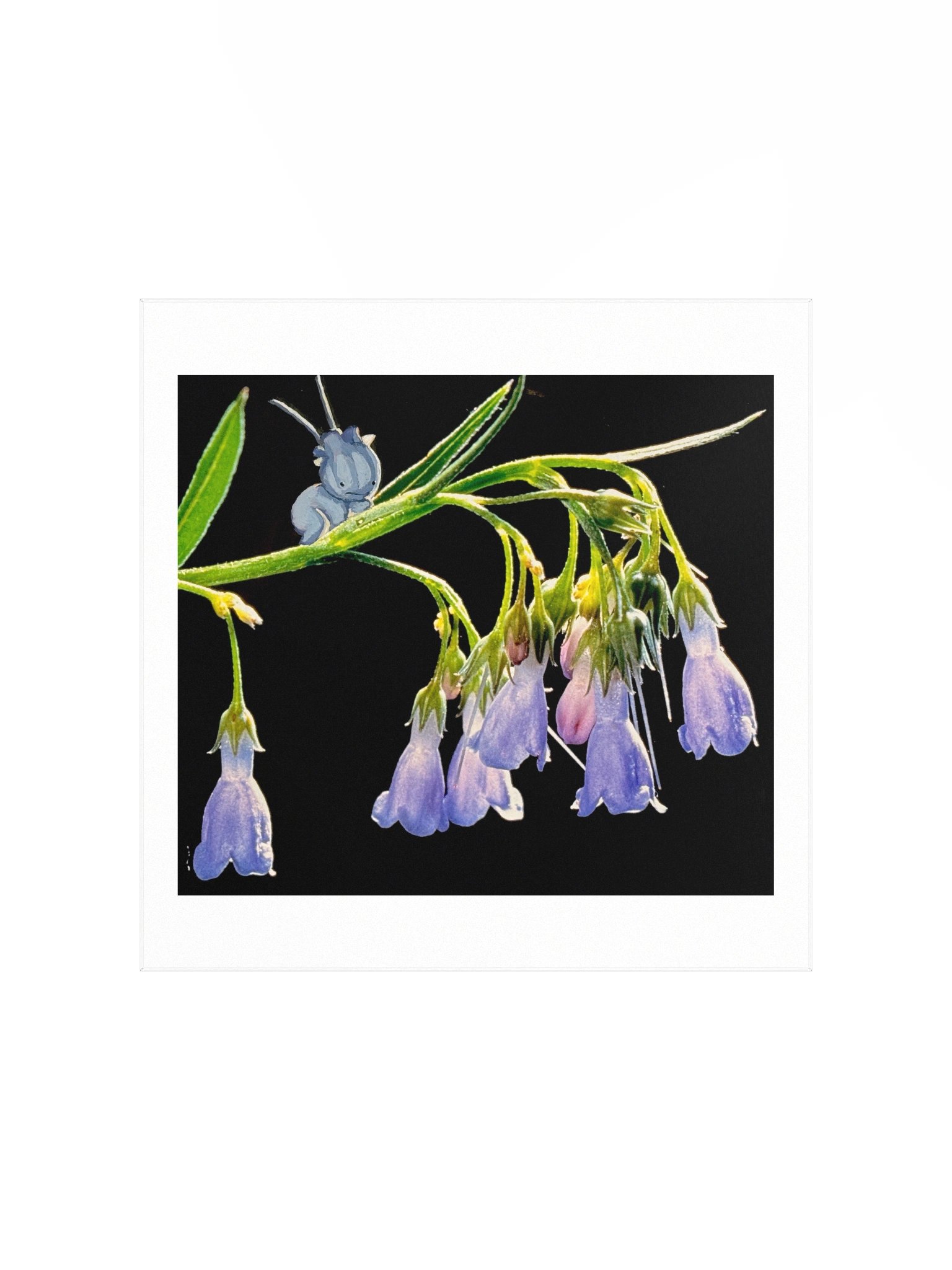 Bluebell Groibling product image (2)