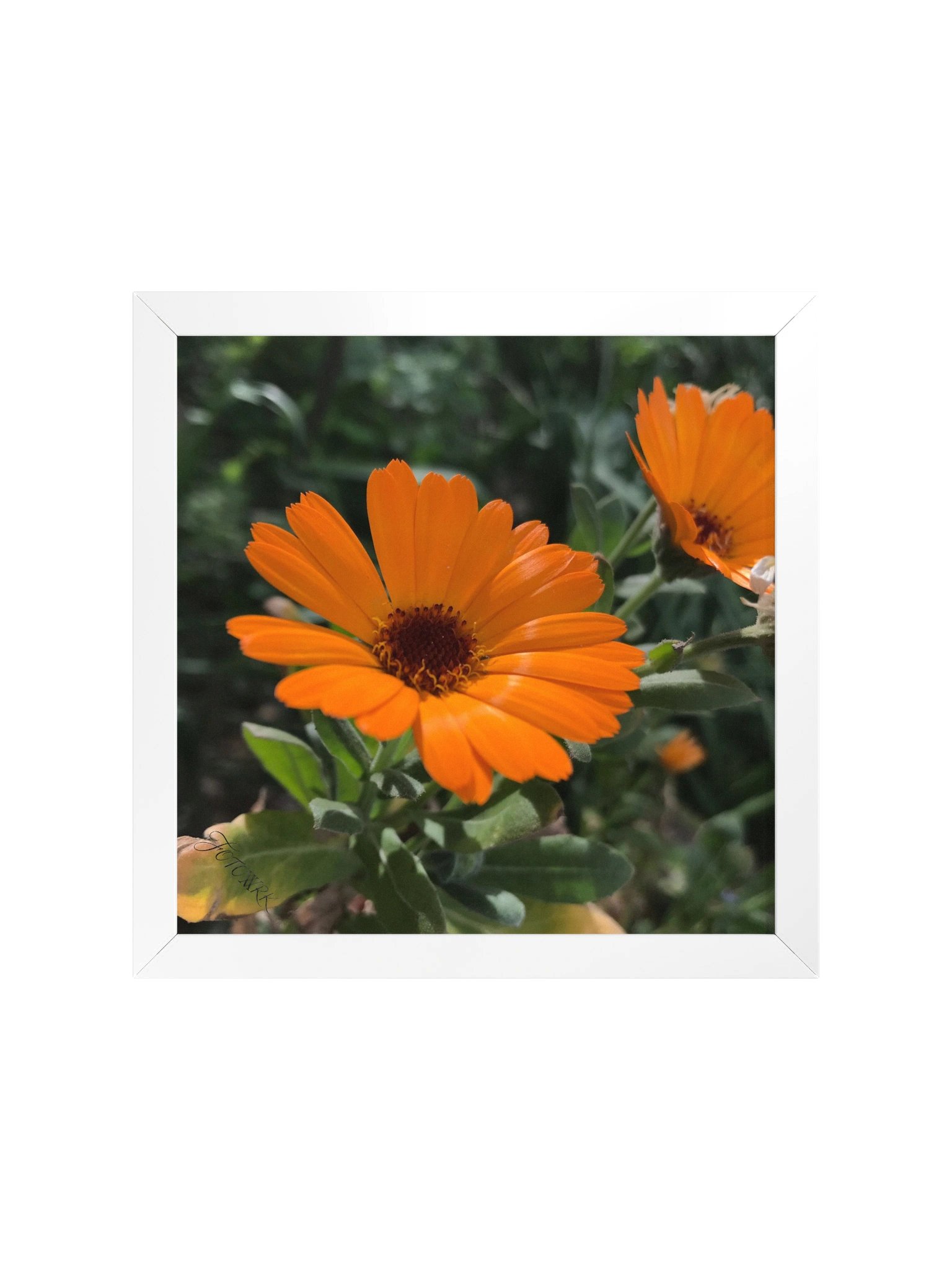 Calendula – Square Matte Poster product image (1)