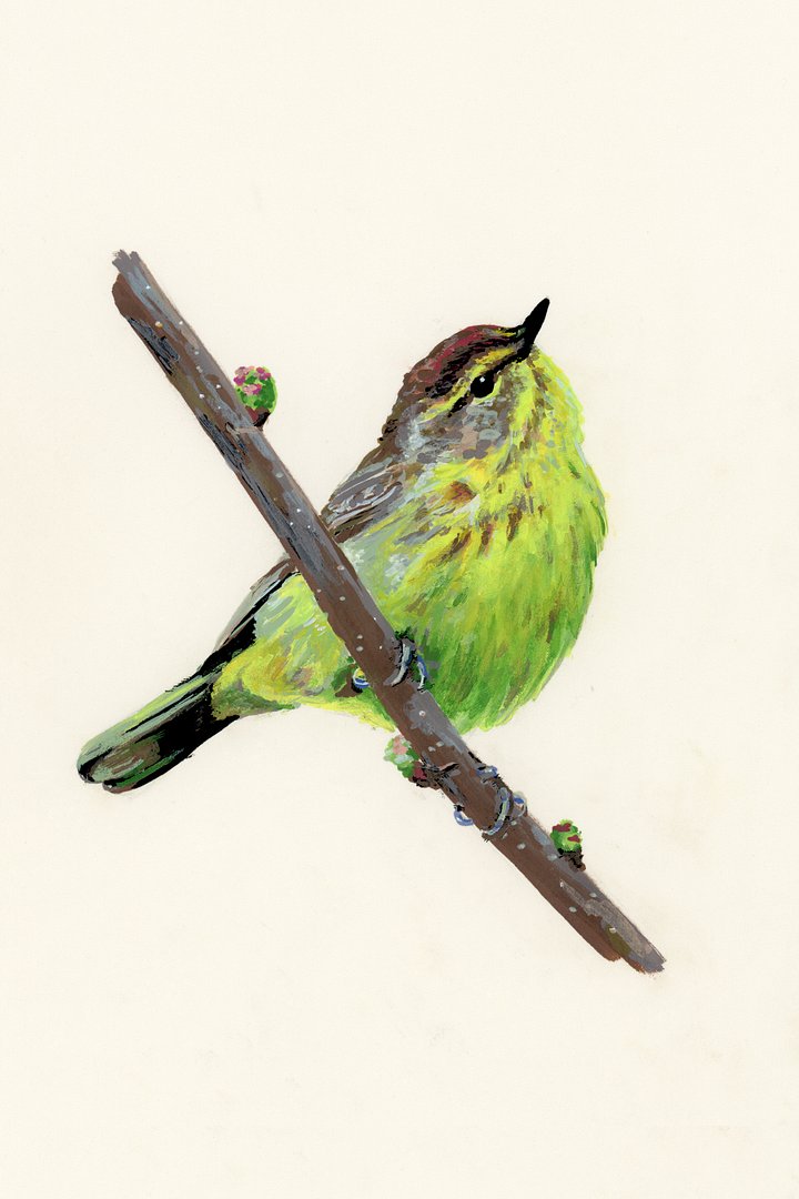 Palm Warbler - ORIGINAL product image (1)