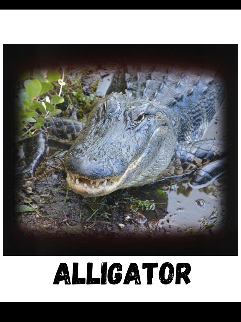 Commonly Confused Animals product image (8)