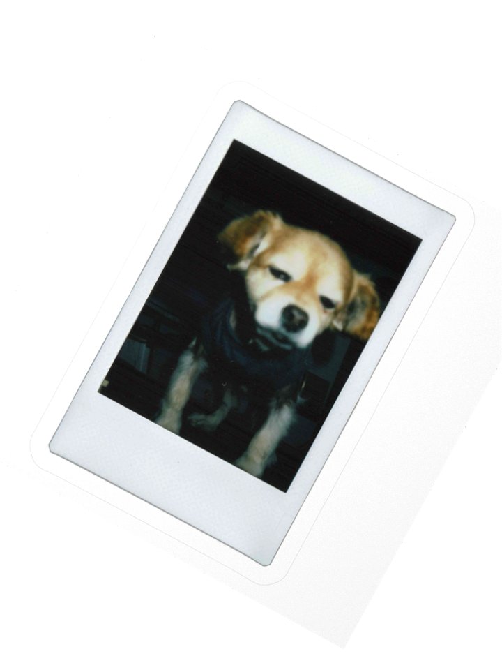 Polaroid E Sticker product image (2)