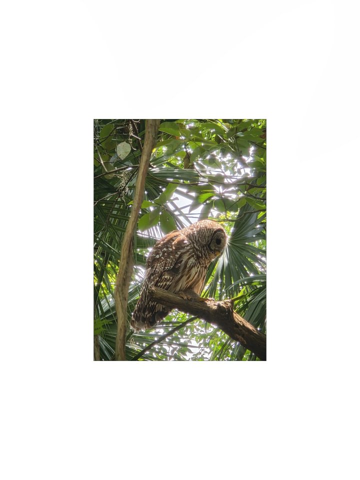 Side Barred Owl product image (1)