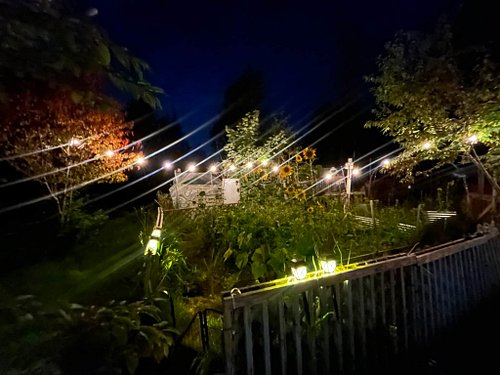 Enjoying the backyard last night looking at all the sunflowers planted by the birds and chipmunks 🐿️ 🐦

#garden #backyard #an...