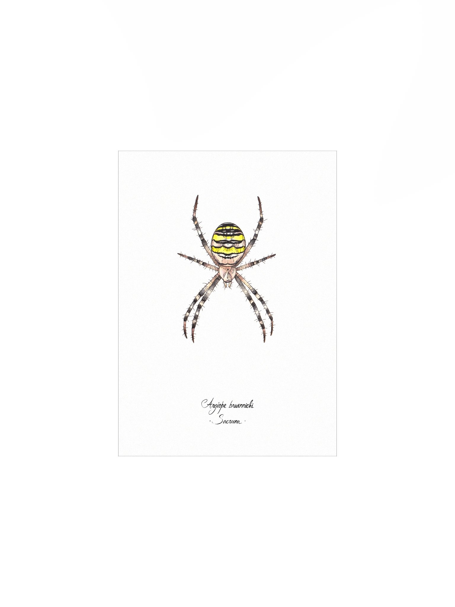 Argiope Bruennichi • Print product image (1)