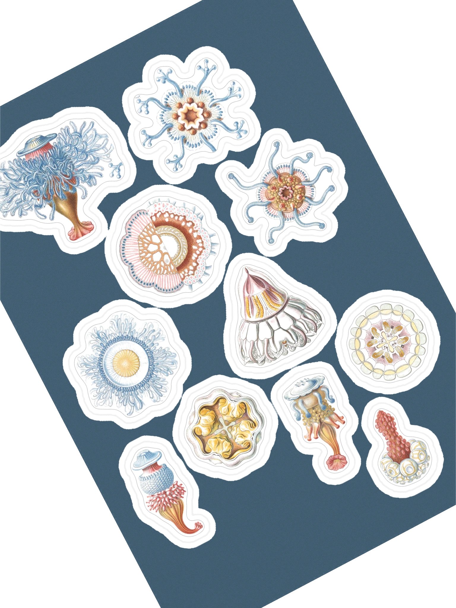 Sea Jellies – Haeckel Sticker Sheet product image (1)