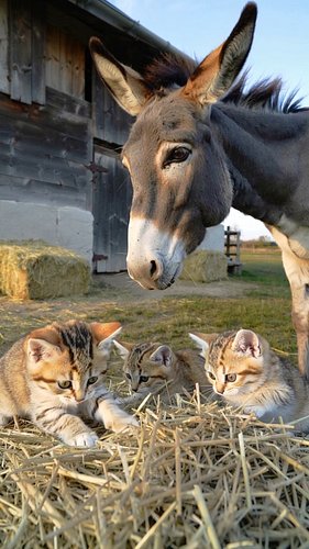 Donkey meets kittens! 😻💕