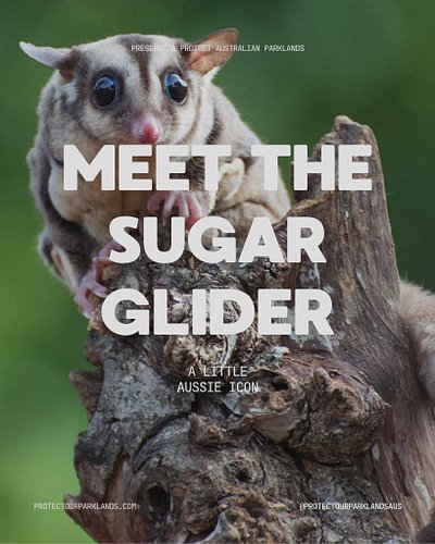 Next in our Little Aussie Icons series is the Sugar Glider! 

Most of us have probably walked beneath a Sugar Glider without ...