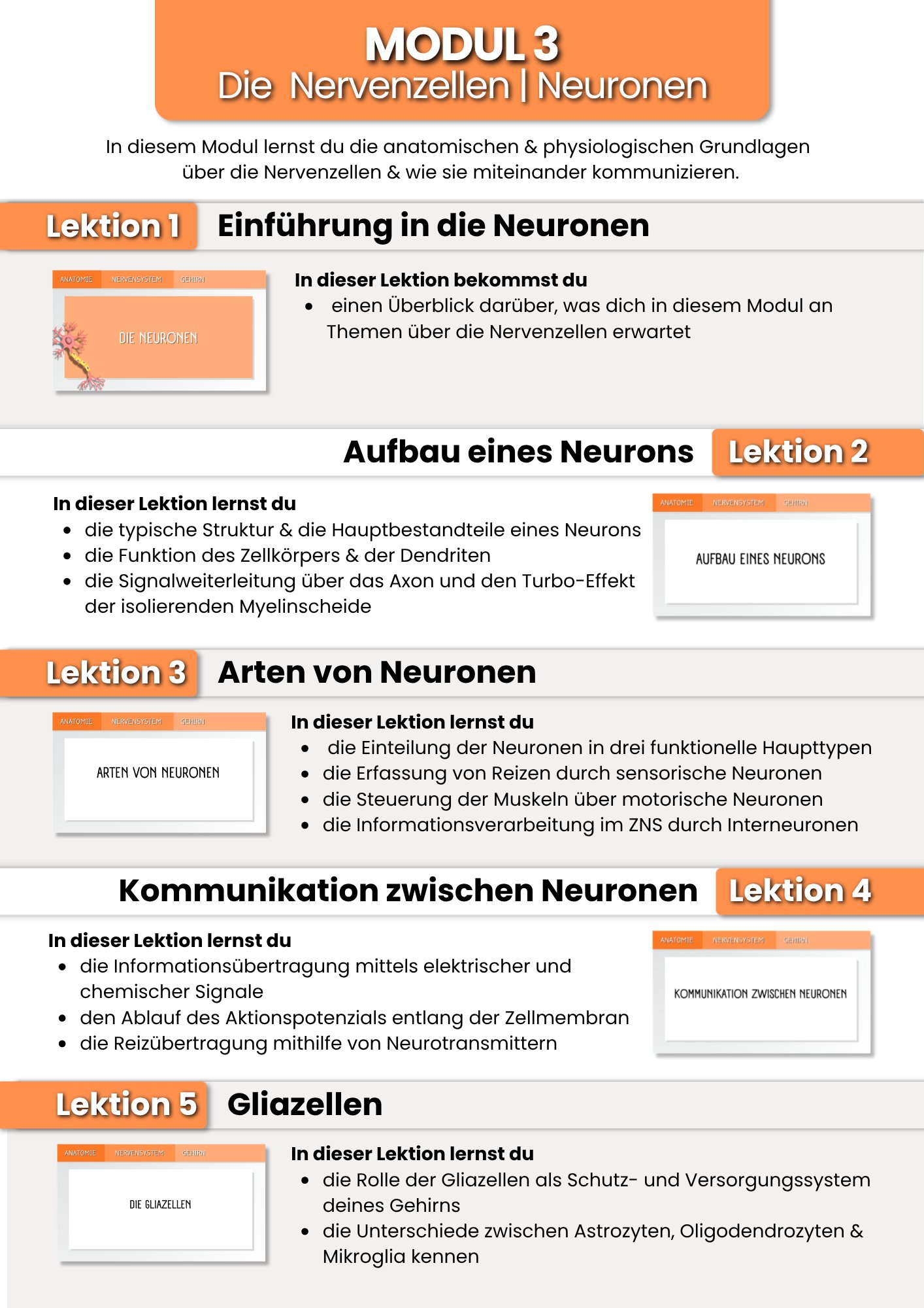 Das Gehirn | der Grundlagenkurs product image (5)