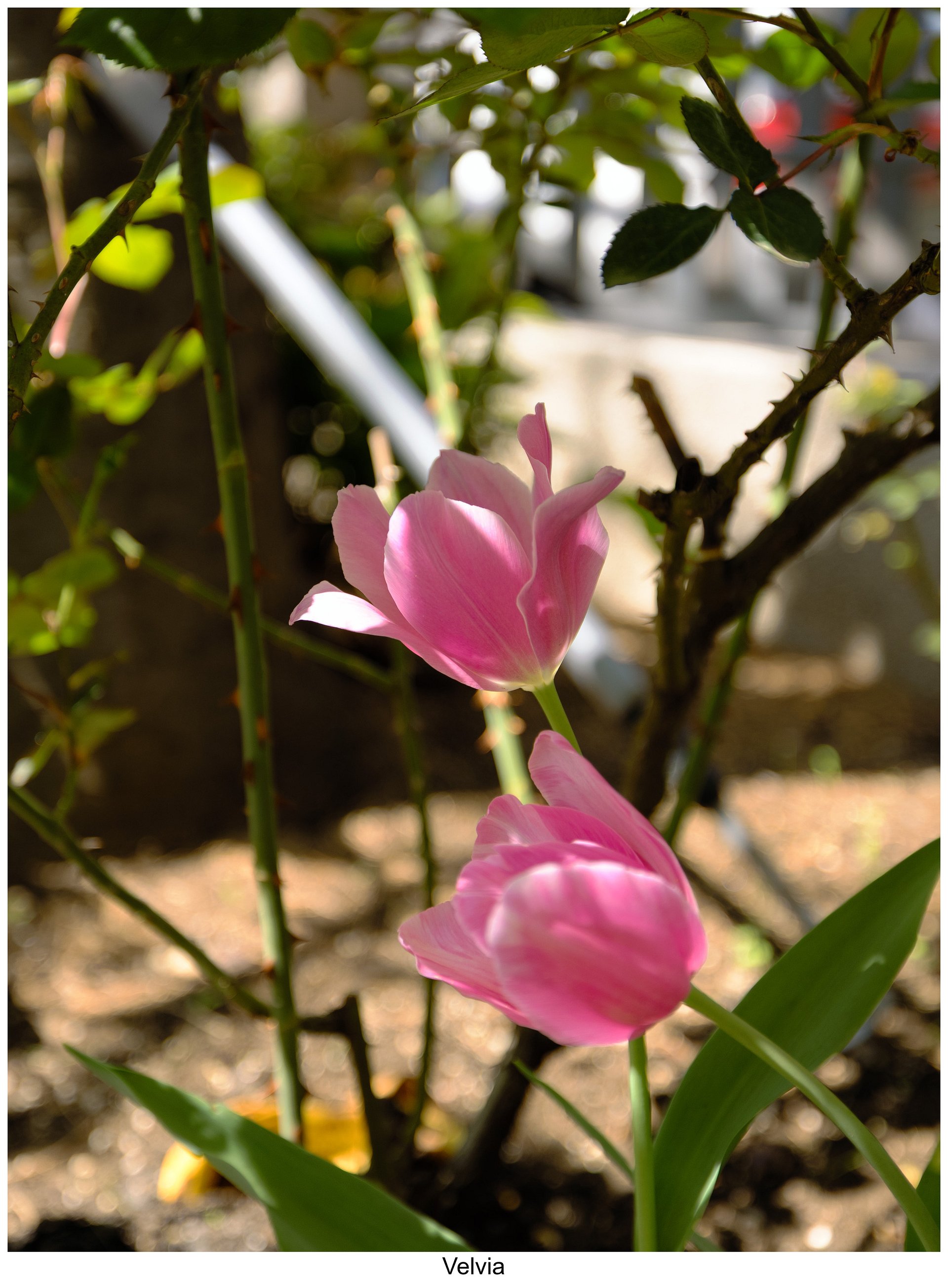 Fujify [Canon] Lightroom Profiles - Complete Pack product image (10)