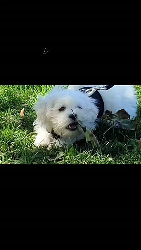 Just Mr Mikey Mans doing Mikey mans things

#puppy #shihtzu #cutedogs