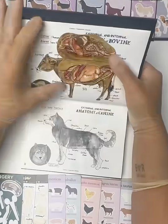 Vet Notes: Comparative Anatomy product image (2)