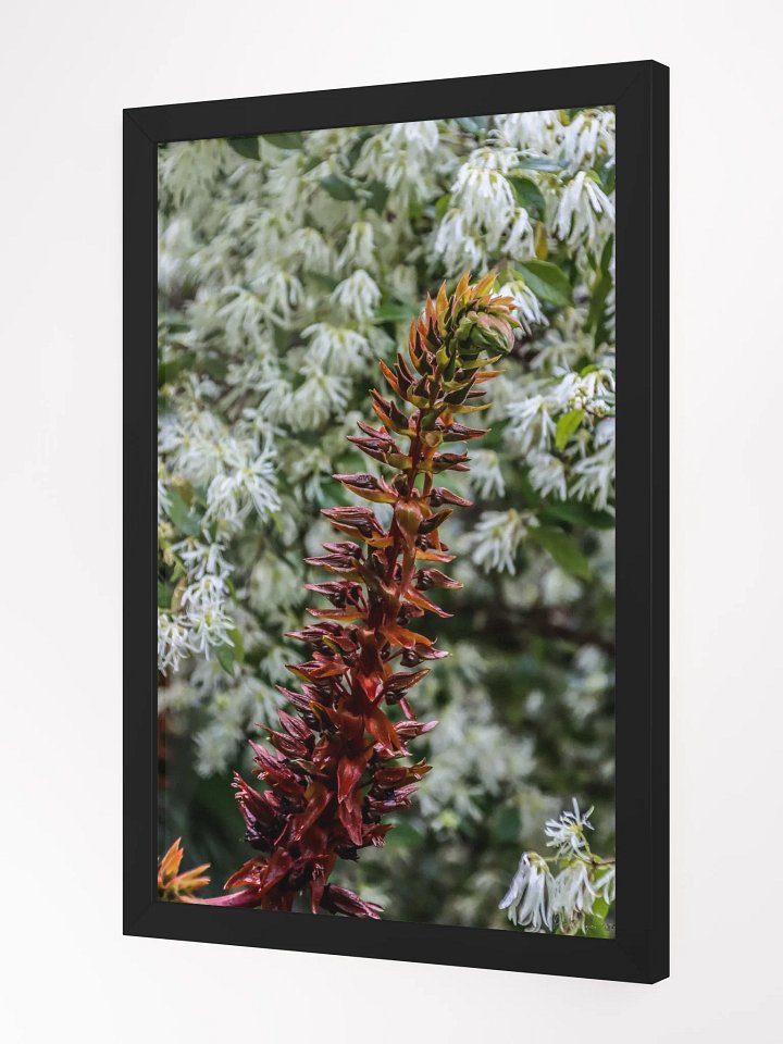 Print Fine Art – The Dance of Contrasts product image (4)