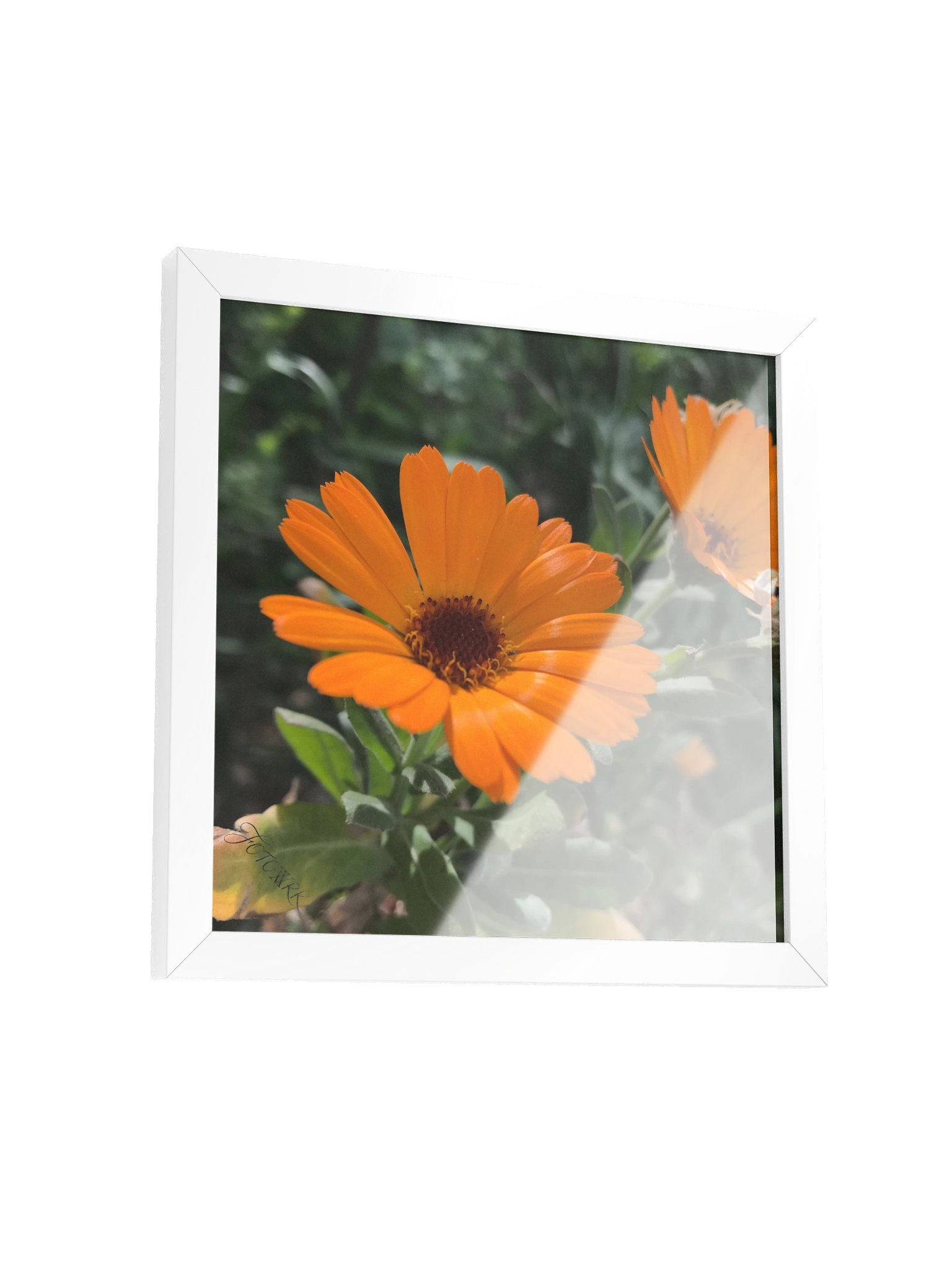 Calendula – Square Matte Poster product image (3)