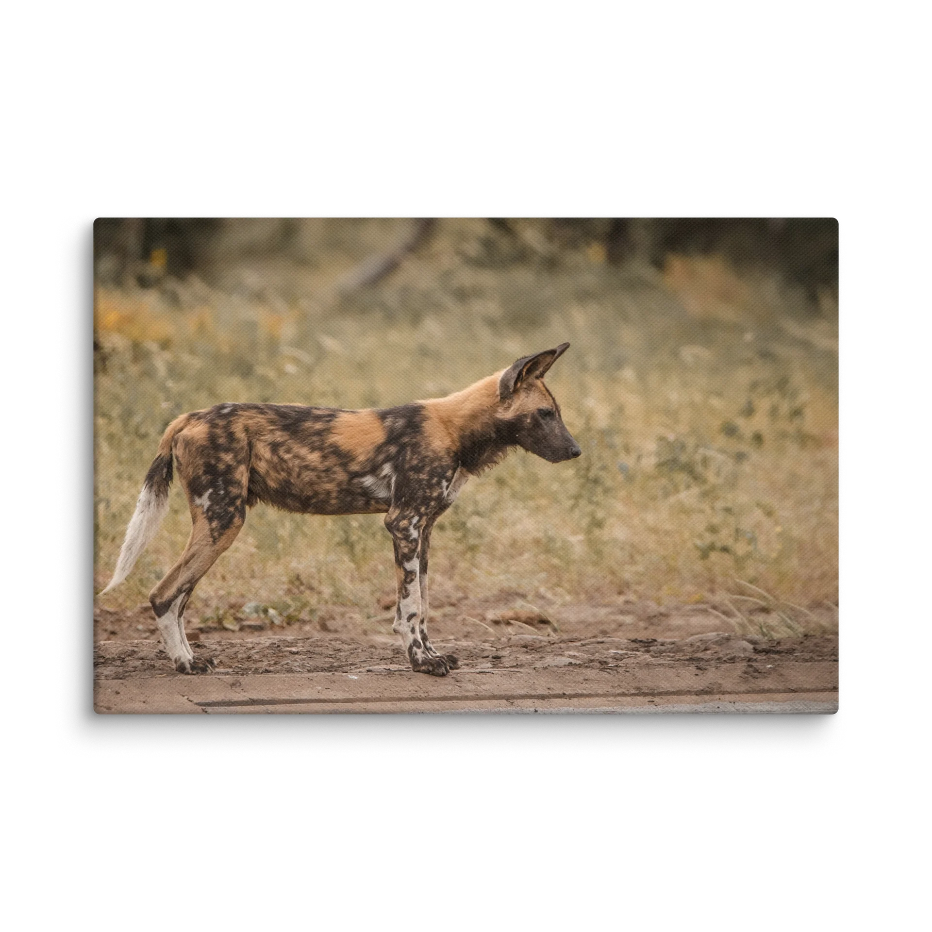 The Painted Dog product image (1)