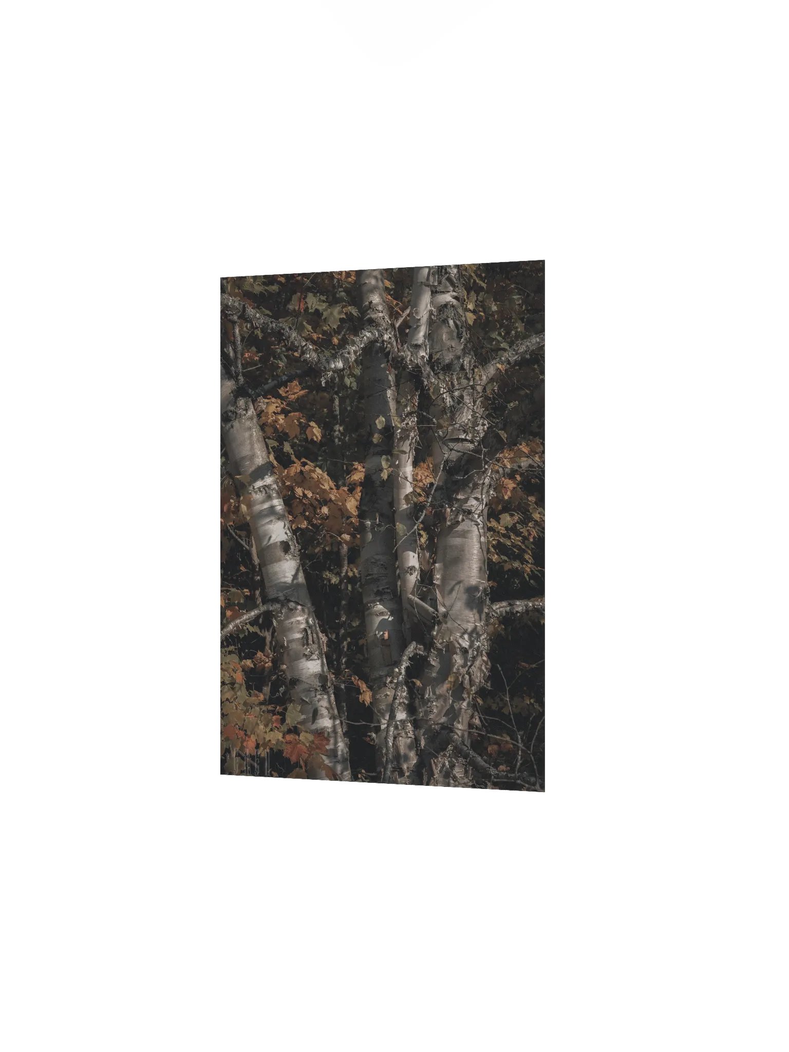 Elec Aspen product image (4)