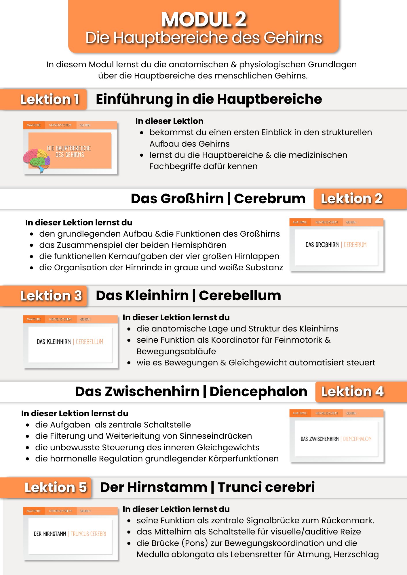 Das Gehirn | der Grundlagenkurs product image (4)
