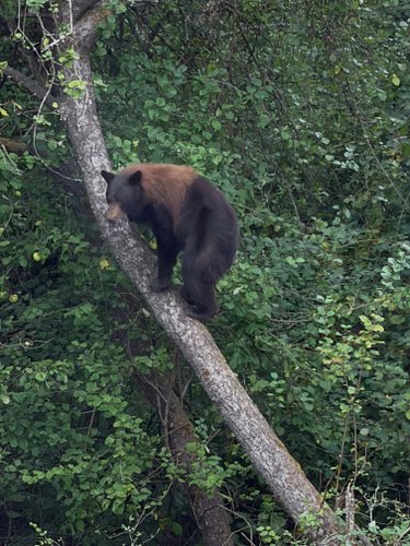 We went to check on the progress of the new house and found a bear and a baby cub in the tree in the backyard. Absolutely wil...