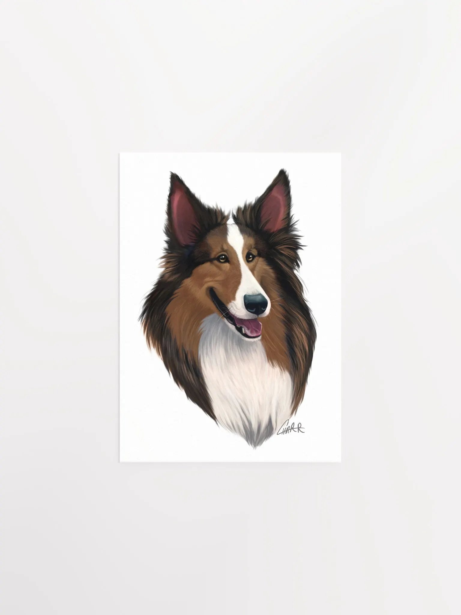 Dog Breeds: Shetland Sheepdog Print product image (3)