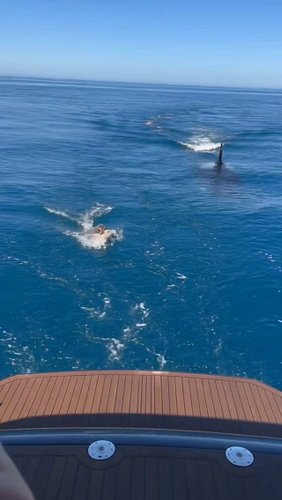 A mother seal races toward a stationary yacht with her tiny pup as an orca closes in behind them. 🦭🐋 She reaches the swim pla...