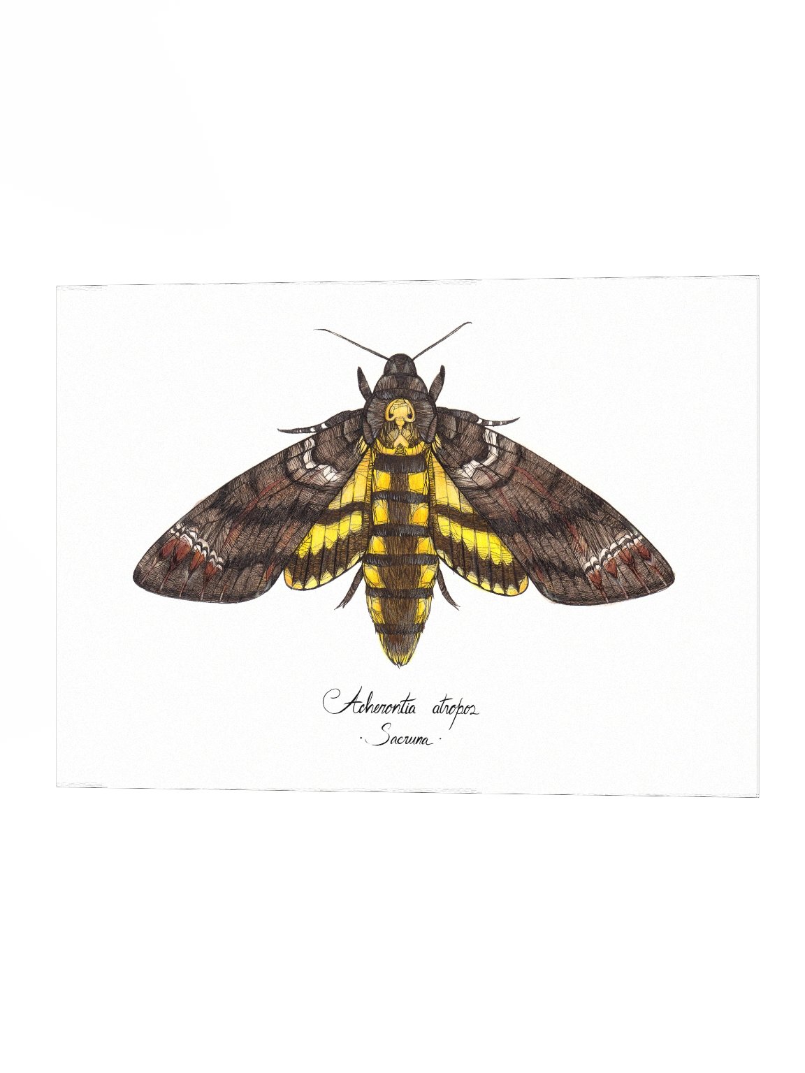 Acherontia Atropos • Print product image (3)