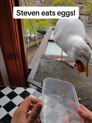 The way he absorbs them is always soo impressive 🥹 #fyp #foryou #seagull #feedingsteven #birds