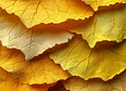 October's tag thumbnail