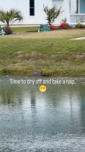 Gary is tired of swimming. Time dey off and take a nap.😁

#alligator #gator #summer #lake #northcarolina