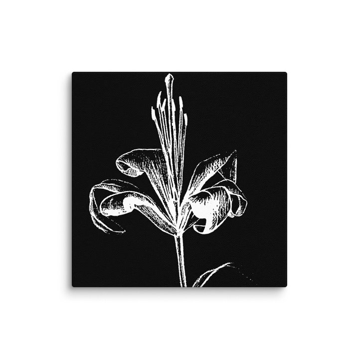 Lily Bloom Canvas Art - Fine Flower Dark product image (1)