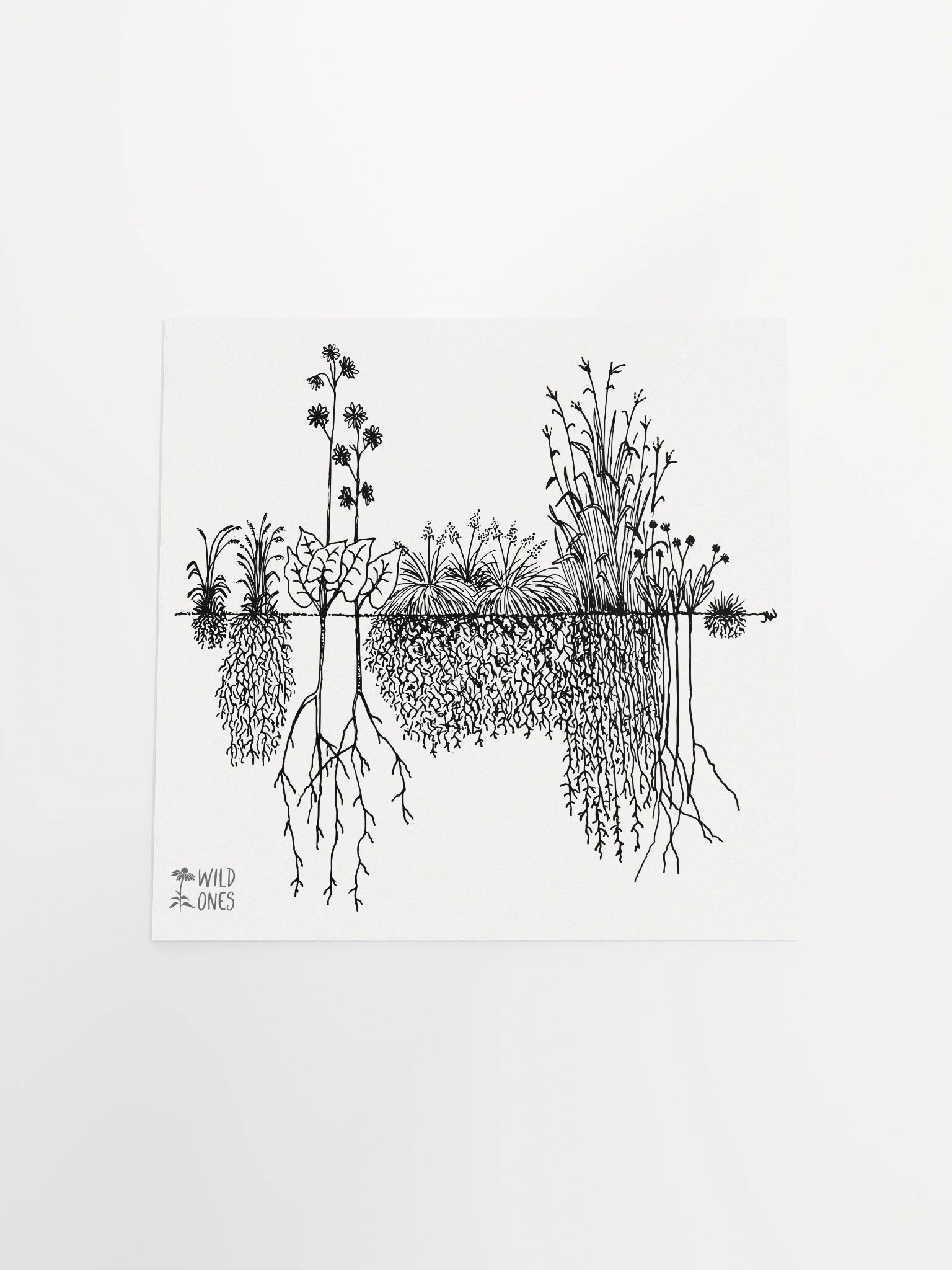 Deep Roots (Poster) product image (20)